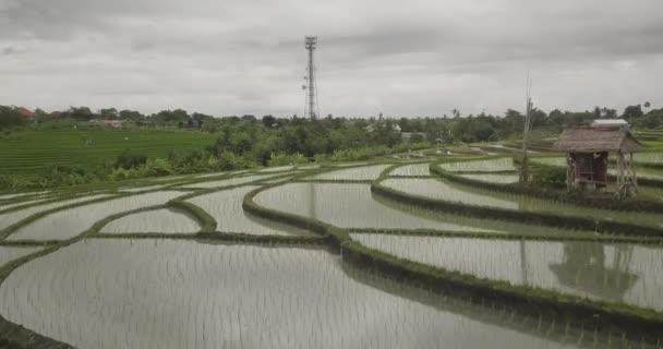 Terraços de arroz, Bali, Indonésia, Terraço de arroz 4K — Vídeo de Stock