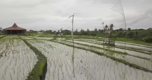 Rice terraces, Bali, Indonesia, Land rice terraces 4K — Stock Video