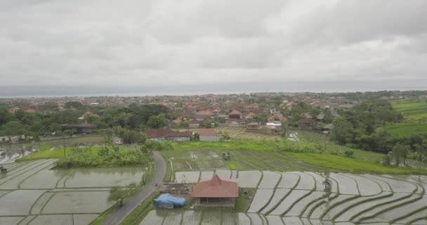 Ris terrasser, Bali, Indonesien, mark risterrasser 4k — Stockvideo