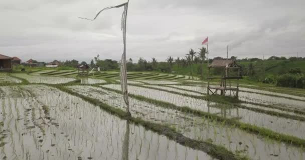 Ρύζι ορυζώνες βεράντες, Μπαλί, Ινδονησία, οικόπεδο 4k — Αρχείο Βίντεο