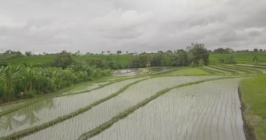 Pirinç terasları, Bali, Endonezya, arazi pirinç terasları 4k