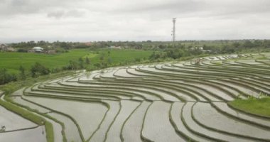 Pirinç terasları, Bali, Endonezya, arazi pirinç terasları 4k