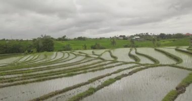 Pirinç terasları, Bali, Endonezya, arazi pirinç terasları 4k