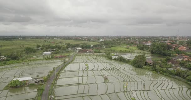 Reisterrassen, Bali, Indonesien, Land Reisterrassen 4k — Stockvideo