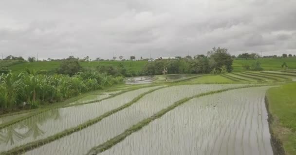 水稻梯田, 巴厘岛, 印度尼西亚, 陆地水稻梯田4k — 图库视频影像