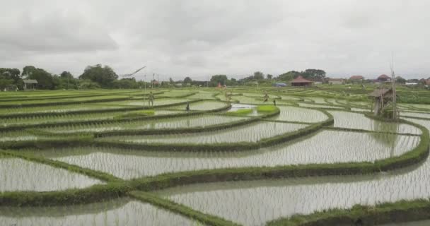 水稻梯田, 巴厘岛, 印度尼西亚, 陆地水稻梯田4k — 图库视频影像