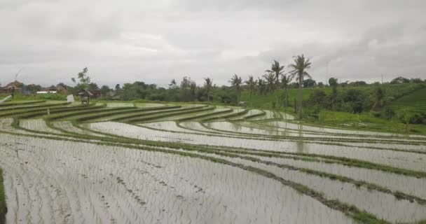 Terrasses de riz, Bali, Indonésie, Terrasses de riz 4K — Video
