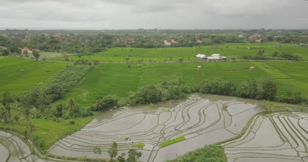 Tarasy ryżowe tarasy, Bali, Indonezja, Land ryżu 4k — Wideo stockowe
