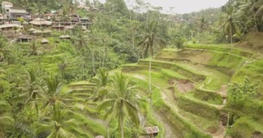 Pirinç terasları, Bali, Endonezya, arazi pirinç terasları 4k