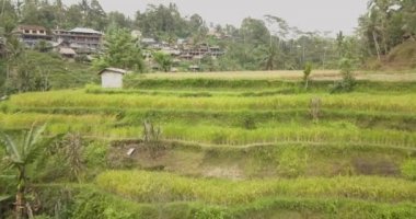 Pirinç terasları, Bali, Endonezya, arazi pirinç terasları 4k