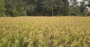 Pirinç terasları, Bali, Endonezya, arazi pirinç terasları 4k havadan görünümü