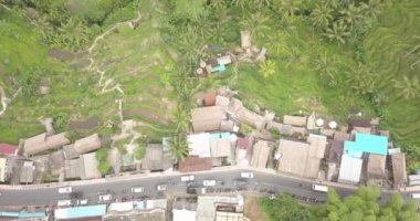 Pirinç terasları, Bali, Endonezya, arazi pirinç terasları 4k