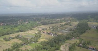 Pirinç terasları, Bali, Endonezya, arazi pirinç terasları 4k