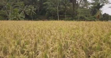 Pirinç terasları, Bali, Endonezya, arazi pirinç terasları 4k