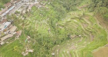 Pirinç terasları, Bali, Endonezya, arazi pirinç terasları 4k