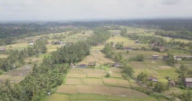 Pirinç terasları, Bali, Endonezya, arazi pirinç terasları 4k