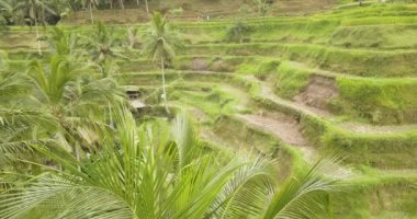 Pirinç terasları, Bali, Endonezya, arazi pirinç terasları 4k