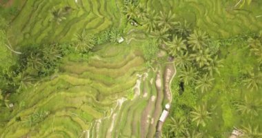 Pirinç terasları, Bali, Endonezya, arazi pirinç terasları 4k