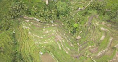 Pirinç terasları, Bali, Endonezya, arazi pirinç terasları 4k