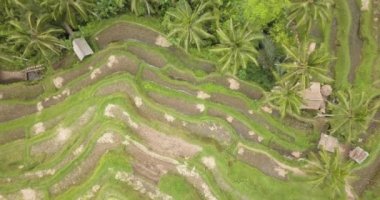 Pirinç terasları, Bali, Endonezya, arazi pirinç terasları 4k