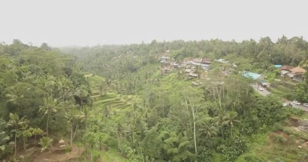 Rizs teraszok, Bali, Indonézia, föld rizs teraszok 4k — Stock videók
