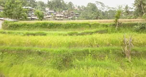 Terrasses de riz, Bali, Indonésie, Terrasses de riz 4K — Video