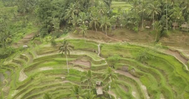 Reisterrassen, Bali, Indonesien, Land Reisterrassen 4k — Stockvideo