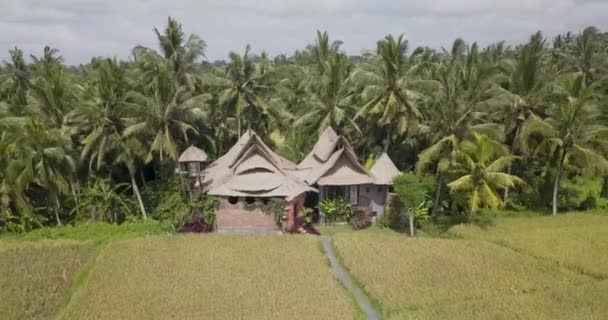 Terrasses de riz, Bali, Indonésie, Terrasses de riz 4K — Video