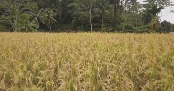 Terrasses de riz, Bali, Indonésie, Terrasses de riz 4K — Video