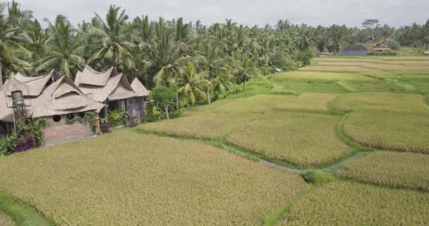 Terraços de arroz, Bali, Indonésia, Terraço de arroz 4K — Vídeo de Stock