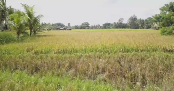 Rice terraces, Bali, Indonesia, Land rice terraces 4K — Stock Video