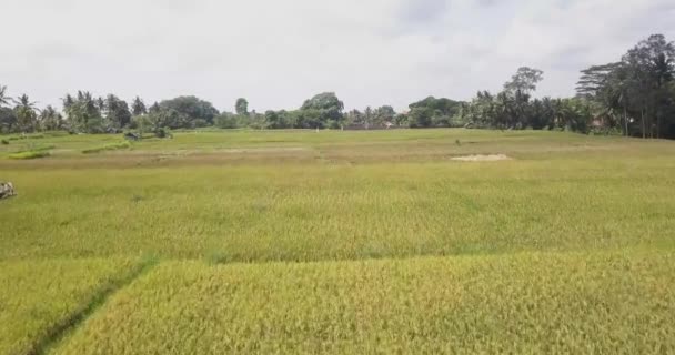 Terrazas de arroz, Bali, Indonesia, Terrazas de arroz 4K — Vídeo de stock
