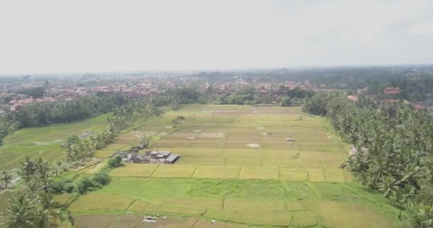 Pirinç terasları, Bali, Endonezya, arazi pirinç terasları 4k — Stok video