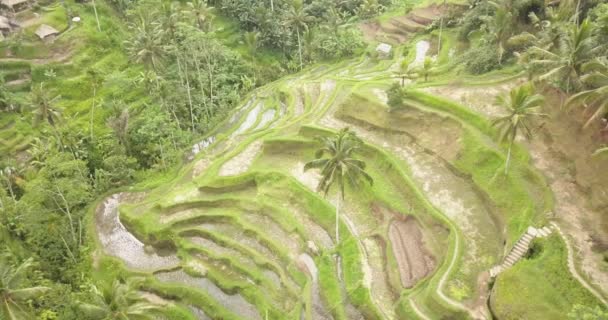 Rýžové terasy, Bali, Indonésie, země rýžové terasy 4k — Stock video