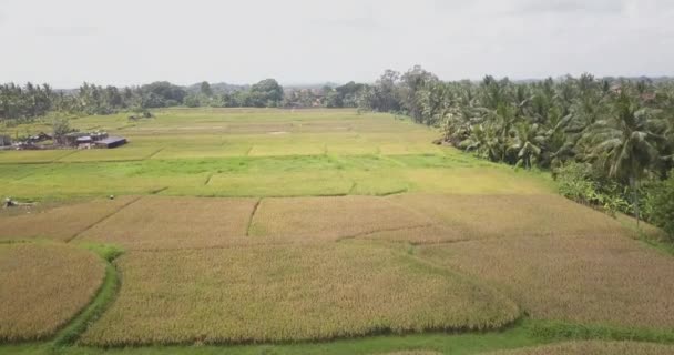 Pirinç terasları, Bali, Endonezya, arazi pirinç terasları 4k — Stok video