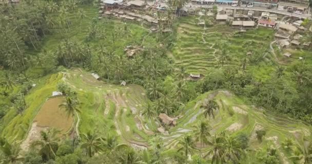 Rijst terrassen, Bali, Indonesië, Land rijstterrassen 4k — Stockvideo