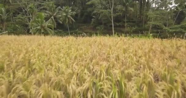 Rýžové terasy, Bali, Indonésie, země rýžové terasy 4k — Stock video