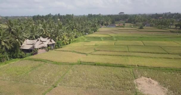 Rijst Terrassen Bali Indonesië Rijst Terrassen Luchtfoto Landzicht — Stockvideo