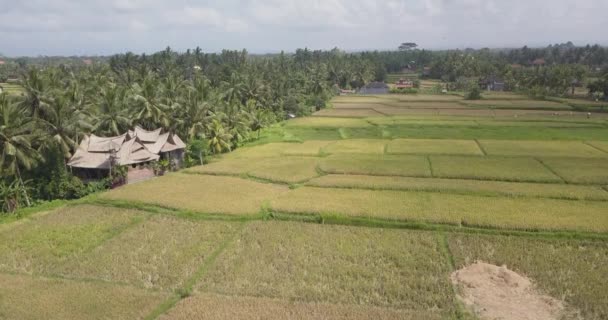 Tarasy ryżowe tarasy, Bali, Indonezja, Land ryżu 4k — Wideo stockowe