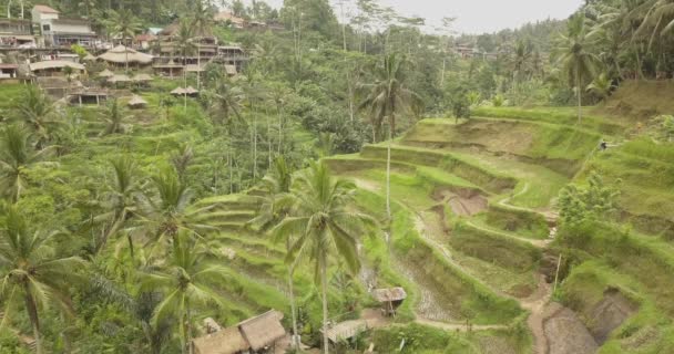 Pirinç terasları, Bali, Endonezya, arazi pirinç terasları 4k — Stok video