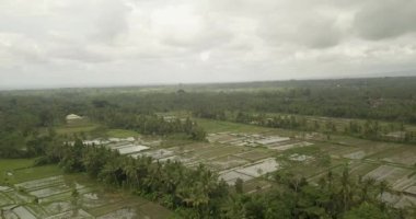 Güzel pirinç terasları ubuda, Endonezya