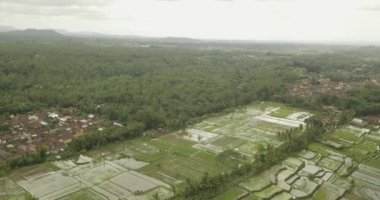 Güzel pirinç terasları ubuda, Endonezya