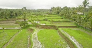 Güzel pirinç terasları ubuda, Endonezya