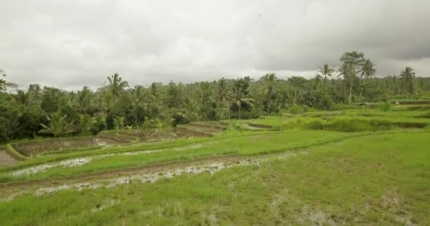 Hermosas terrazas de arroz ubuda, indonesia — Vídeo de stock