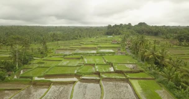 美丽的水稻梯田乌布达, 印度尼西亚 — 图库视频影像