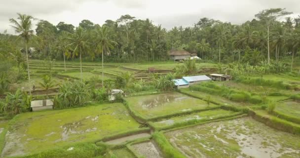 Terase frumoase de orez ubuda, indonezia — Videoclip de stoc