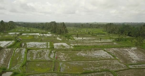 Красивые рисовые террасы ubuda, indonesia — стоковое видео