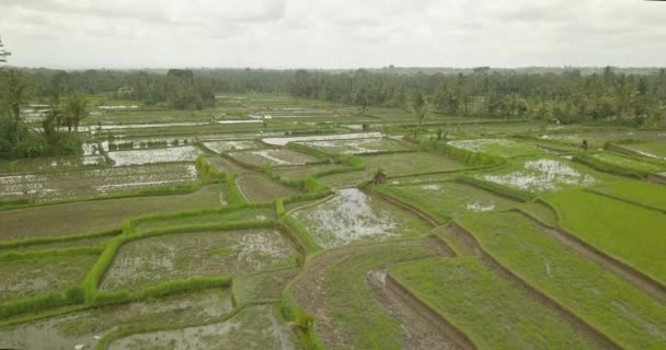 Vackra ris terrasser ubuda, Indonesien — Stockvideo
