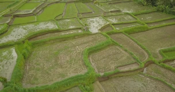 Hermosas terrazas de arroz ubuda, indonesia — Vídeo de stock