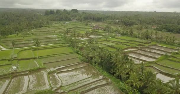 Hermosas terrazas de arroz ubuda, indonesia — Vídeo de stock